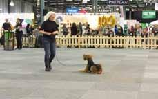 Airedaleterrier firade SBK 100 år Svenska Brukshundsklubben fyllde 100 år under 2018, vilket de bland annat firade med att ha en uppvisningsring på Stockholms Hundmässa.
