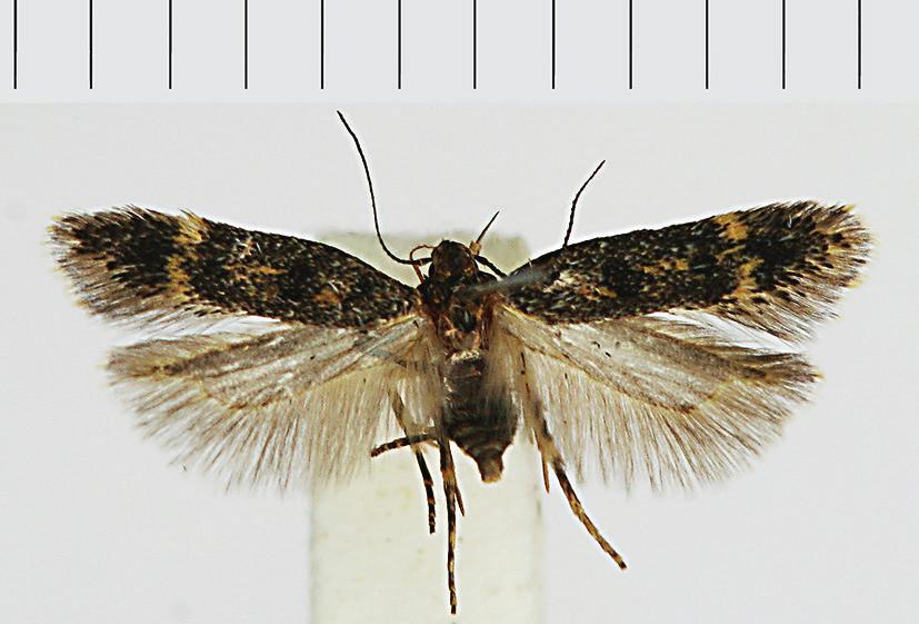 Småfjärilsfynd i Sverige 2016 a b Figur 2. a) Bryotropha basaltinella (Zll.), storfläckig mossmal, Sk, Lund, 25.V.2016, leg. Patrik Hall, in coll. B. Å. Bengtsson.