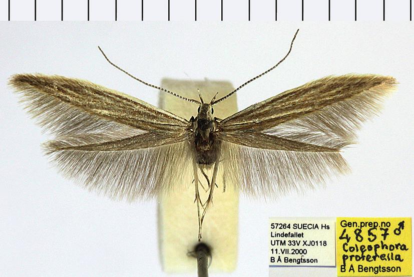 I Biologiska museet i Lund. Male genitalia of a specimen from Gotland, at first judged to belong to Elachista lugdunensis Frey but showed to be E. bedellella (Sircom).