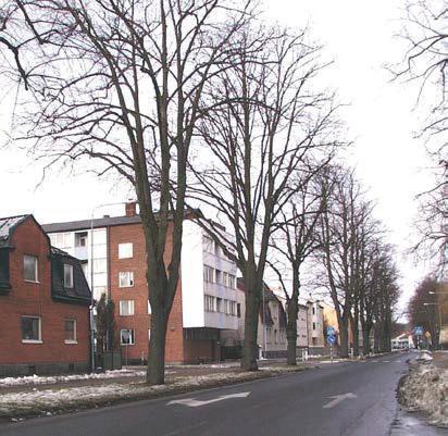 Är målet att mjuka upp stadens strama utformning ska träden lämnas friväxande. Drottninggatan, Lilla Torg, A 6 Rad av silveroxel, Sorbus incana, som planterades i slutet på 1990-talet.
