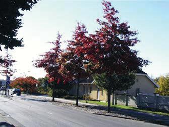 biotopskyddet. Offerkällevägen, A 30 Allé av oxel, Sorbus intermedia, som planterades 1993.