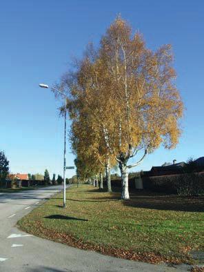 Alléer Forsbackavägen, A 34 Enkelsidig trädrad med björk, Betula pendula, planterad under 1970-talet.