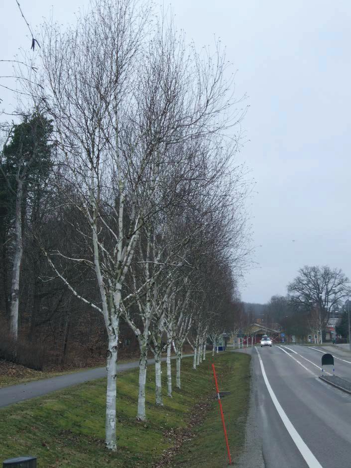 Alléer Holländarevägen, A 36 Enkelsidig rad med himalajabjörk, Betula utilis var. jacquemontii, planterade i början av 1990-talet.