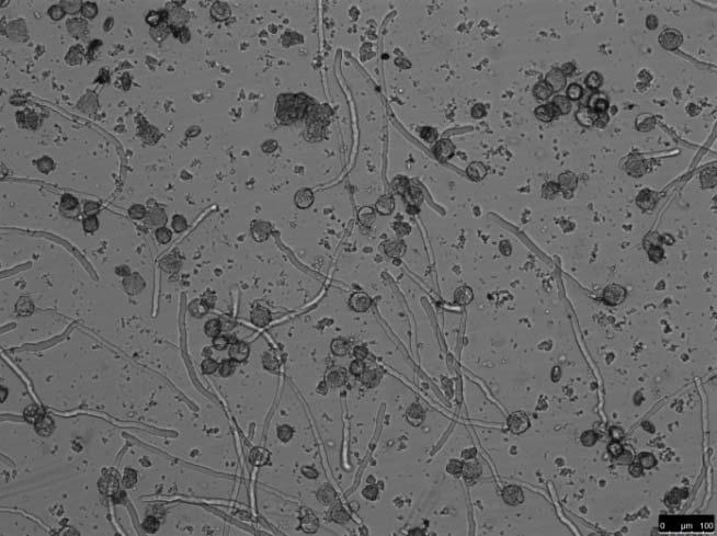 Bioeffekter av mineralnanopartiklar Tobacco pollen som