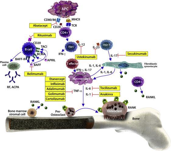 Biologiska läkemedel och deras mål i immunsystemet Her et al. Alterations in immune funktion with biologic therapies for autoimmune diseases.
