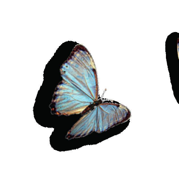 planeras.