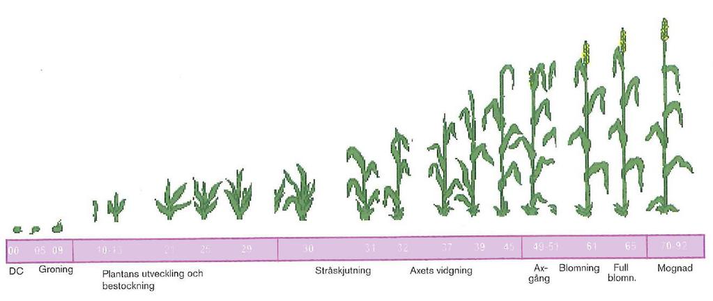 Bevattningsbehov känsliga utvecklingsstadier efter Zadoks skala 00 05 09 10-13 21 25 29 30 31