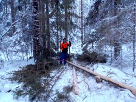 9-16 cm i brösthöjd höggs och barkades direkt i skogen.