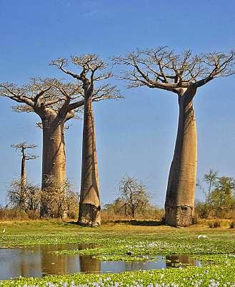 ten. Madagaskerna äter ris 3 gånger per dag och på ett år äter en genomsnittlig madagask 135 kg ris. Vi passerar byar med färgglada tegelstenshus, typiska för denna region.