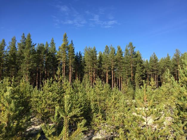 Belägenhet Nusnäs 238:5 omfattar två obebyggda skiften. Skifte 1 finns ca 15 km öster om Mora centrum och ansluter mot riksväg 70.