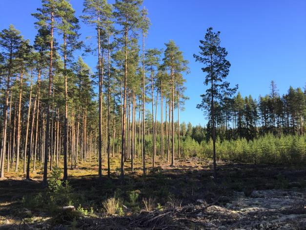 ålder, huggningsklass G2 och S2. Fastighetens medelbonitet är beräknad till 4,4 m 3 sk/ha och år.