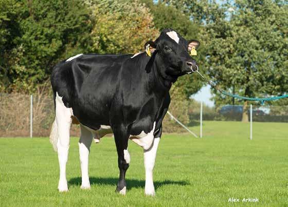 Holstein-käyttölista 1/2019 Puolustus on paras hyökkäys Liity VikingDefence TM -voittajajoukkueeseen. VikingGeneticsin sonnit ovat karjasi parhaita puolustajia. Todellinen vastustuskyky on geeneissä.