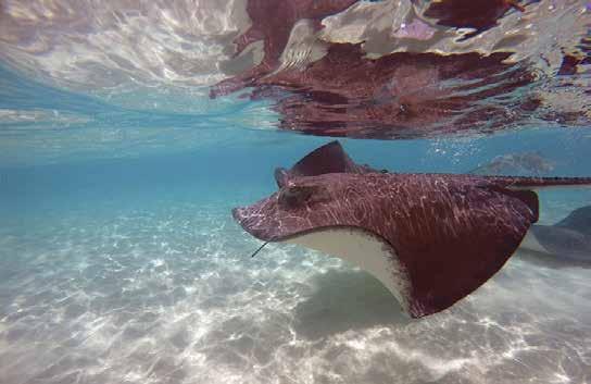 Stingray City är världens kanske mest berömda grunda dykningsplats.