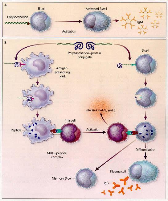 A. Polysackarid T-cells oberoende antigen - Pneumo 23 B.