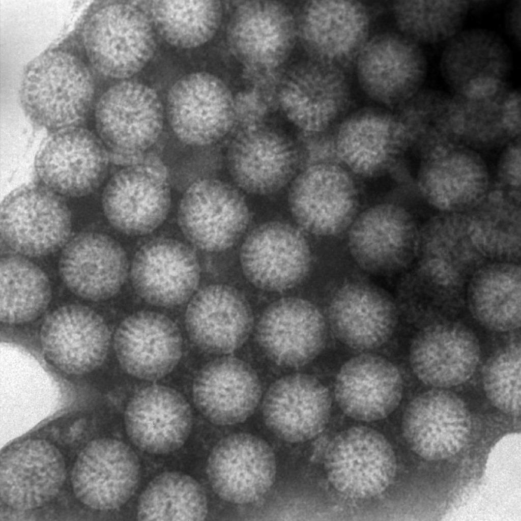 Rotaviruset Upptäcktes och beskrevs första gången 1973 Översätts med hjul Består av dubbelsträngat RNA Kan smitta