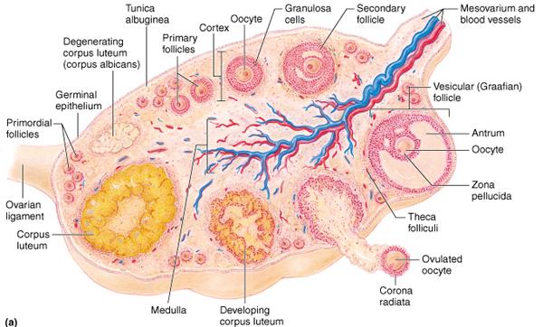 The ovary Oogenesis Primordial and primary follicles 7 millon in the female fetus 2
