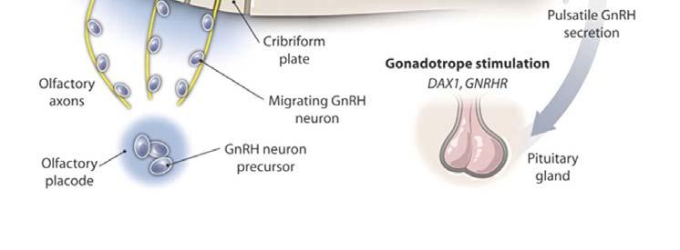 neurons during neurodevelopment
