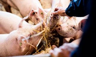 Antibiotika får aldrig ges förebyggande eller för att öka tillväxten, och all användning dokumenteras noggrant