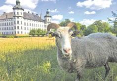 Här finns också två kanoter att hyra för en vacker paddeltur ute på Mälaren. 11 SKOKLOSTER 4H-GÅRD ligger i Parkvillan vid Skoklosters slott.