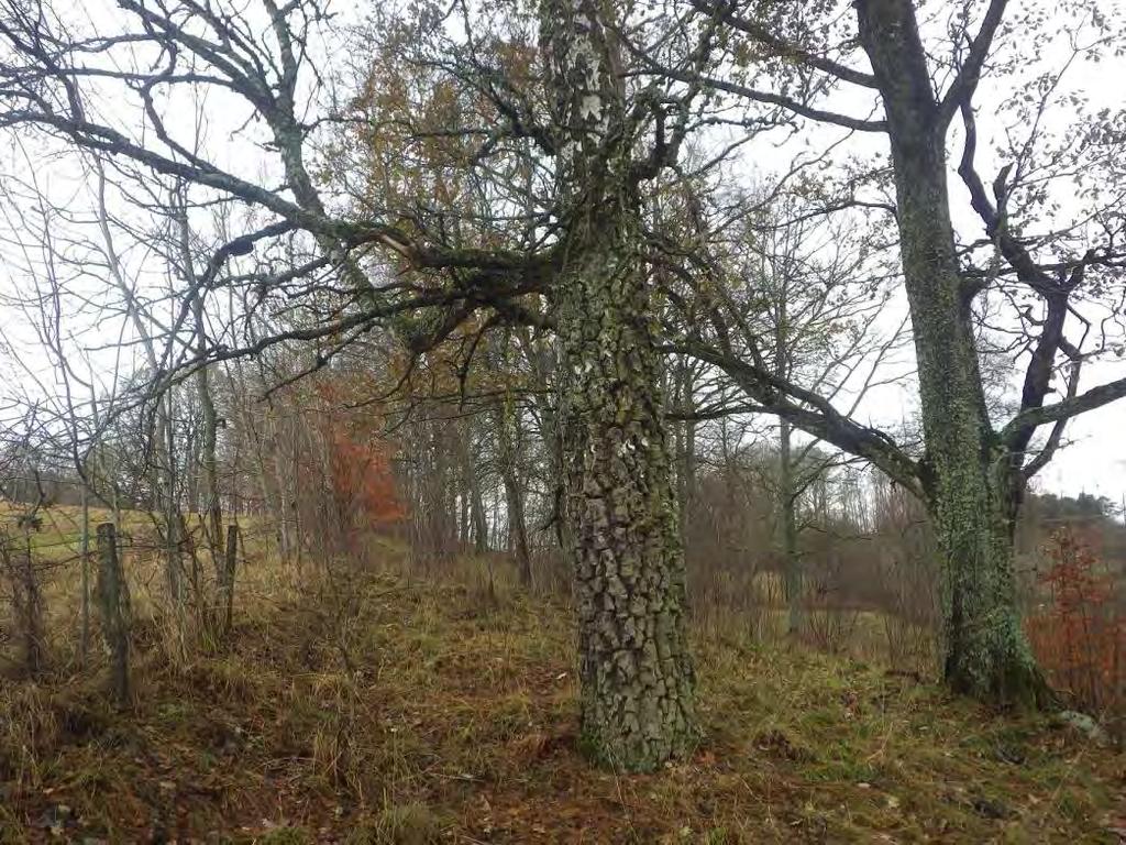 13 Område 5 0,8 ha Lövskog Klass 3, Påtagligt naturvärde Området har ett påtagligt biotopvärde knutet till gamla björkar, hålaspar och äldre ek.