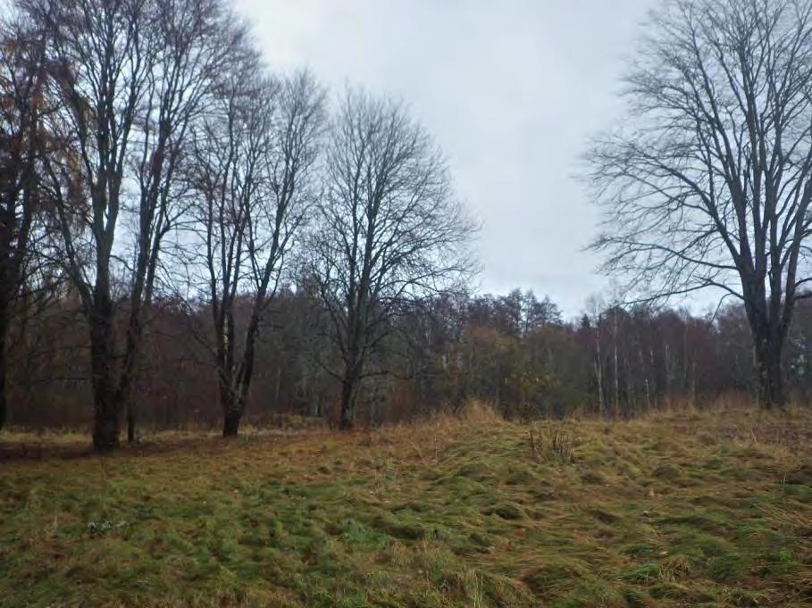 19 Område 11 0,4 ha Parkrest Klass 4, Visst naturvärde Området har ett visst biotopvärde knutet till de glest stående äldre lövträden.