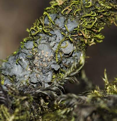 ARBETE UTFÖRT I LANDMILJÖER Under året har en rad olika naturvårdande skötselåtgärder genomförts på marker som ägs av Upplandsstiftelsen, Fortum samt Bergvik AB.