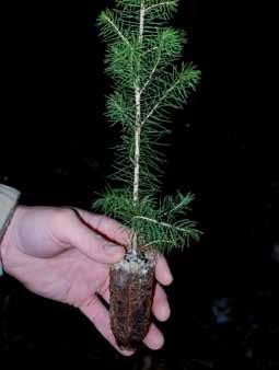 Barrot Våra traditionella barrotsplantor odlas under optimala förhållanden, vilket uppbringar kraftiga och vitala plantor.