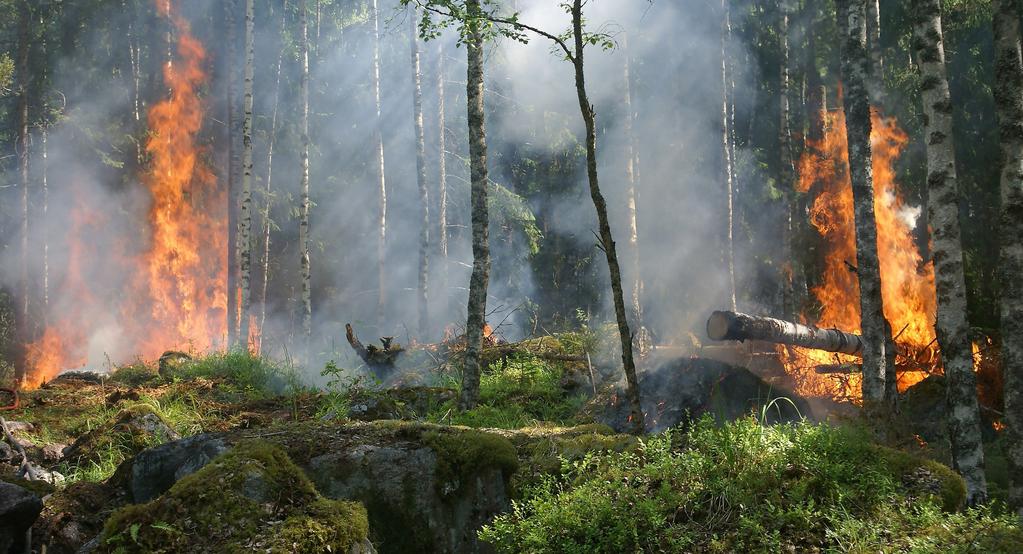 RESTVÄRDERÄDDNING Restvärdeledare fick samordnande roll vid sommarens skogsbränder Det blev en rivstart för den nya tjänsten Naturskadehändelser under skogsbränderna sommaren 2018.