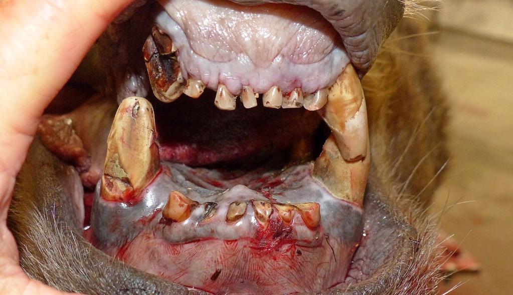 Tandhälsan var hos de flesta inkomna björnar utan anmärkning, med endast några få björnar med tandförslitningar eller tandskador.