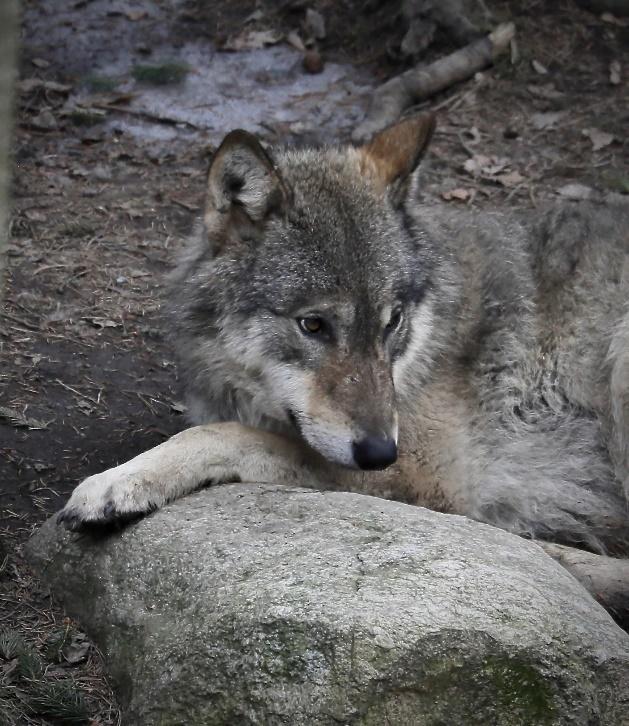 För naturlig dödlighet, s.k. fallvilt, var tre vargar utmärglade, varav två till följd av skabbangrepp. Totalt 19% av vargarna hade sjukdom, utmärgling, olycka eller okänd dödsorsak.