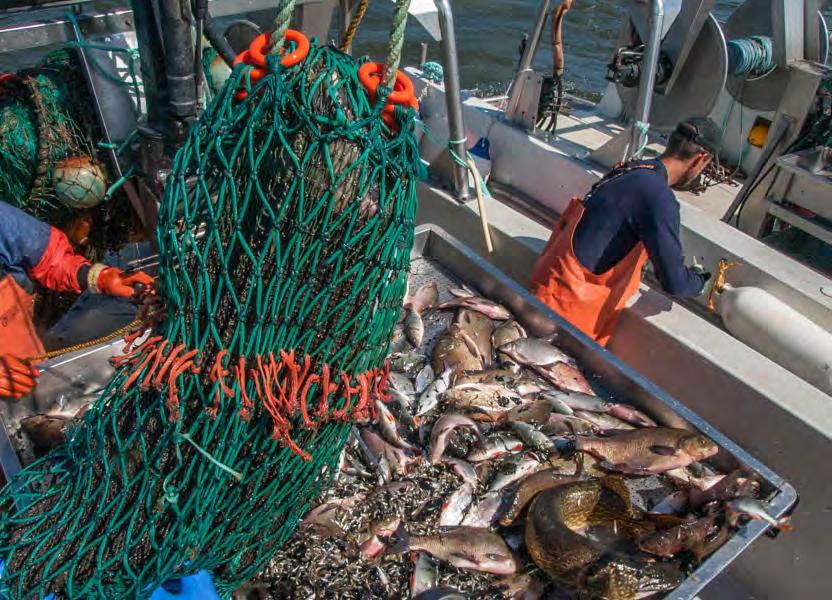 FISKEVÅRD PÅ LÅNG SIKT Reduktionsfiske kan även minska övergödningen i en sjö. fabriker. Det är ofta stora projekt som kräver samverkan med myndigheter och sponsorer.
