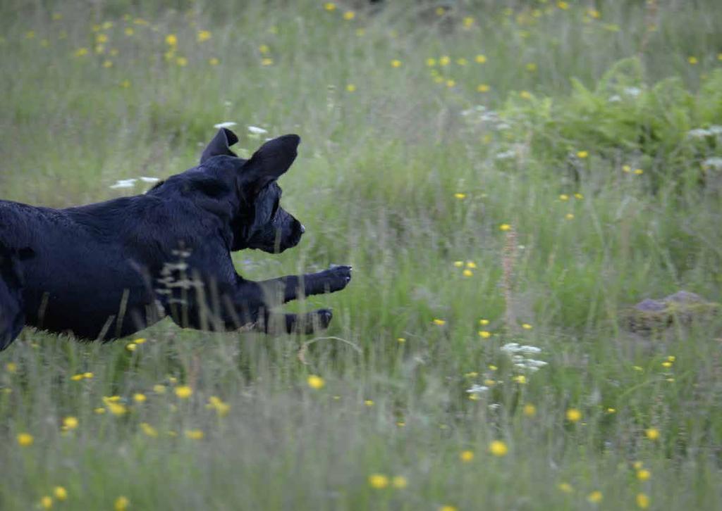 De hade ett tufft arbete framför sig, Svenska Spaniel- och klubbens värmlandsavdelning (SSRK VL) att göra årets derby lika lyckat som förra årets arrangemang i Dalarna.