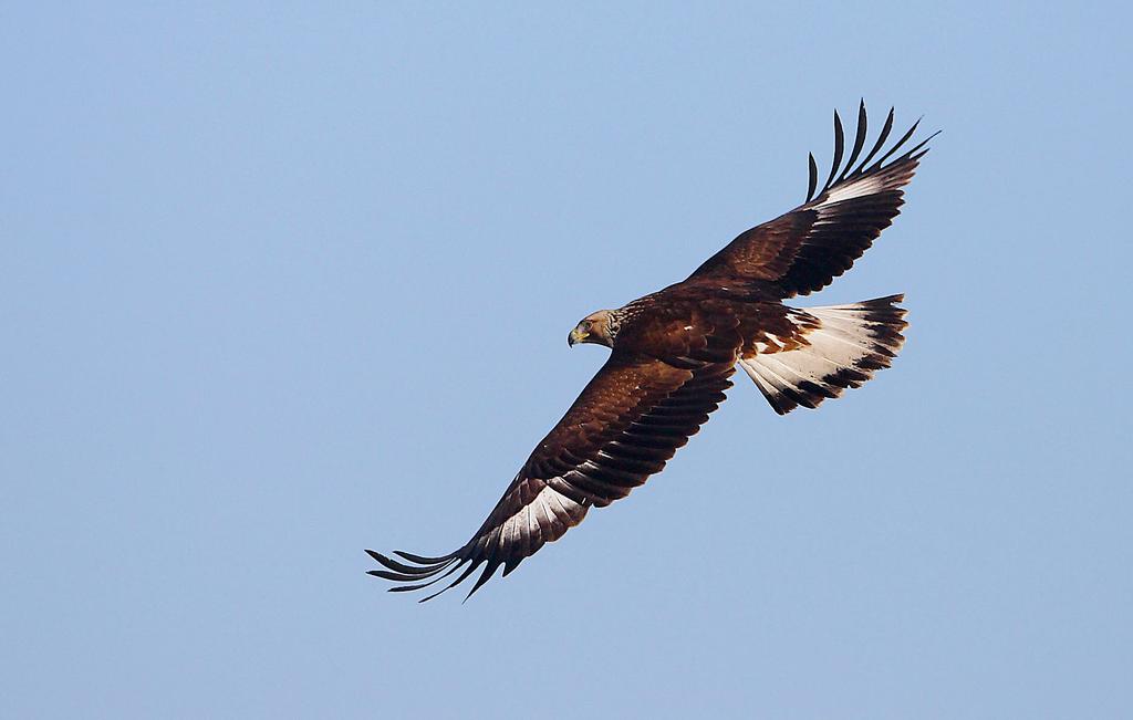 Kungsörn Flyger på högre höjd i