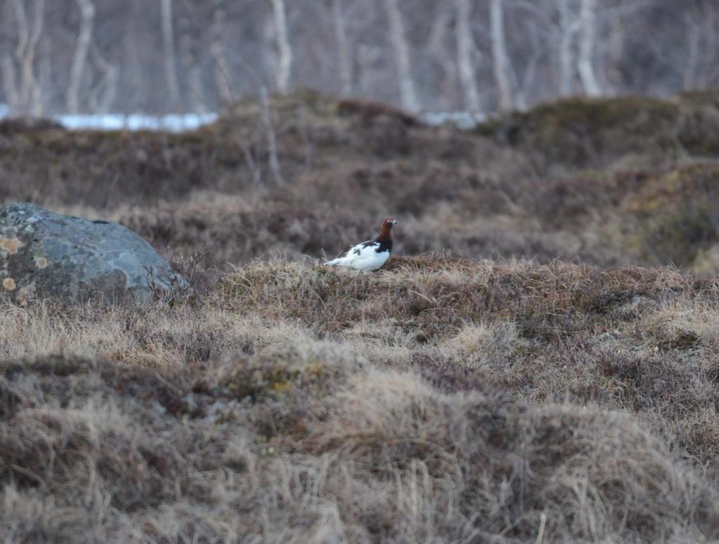 Vilka fåglar?