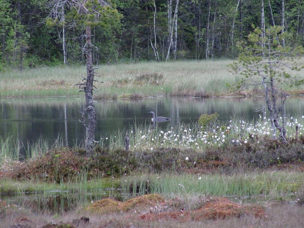 Lommar 1 km skyddsavstånd från häckningsplatser tills bättre kunskap har kommit