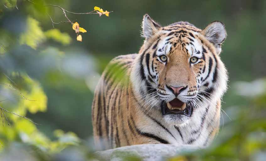 I den vilda parken hittar du bland annat amurtiger, skruvhornsget, pallaskatt, järv, ren, fåglar och amfibier.