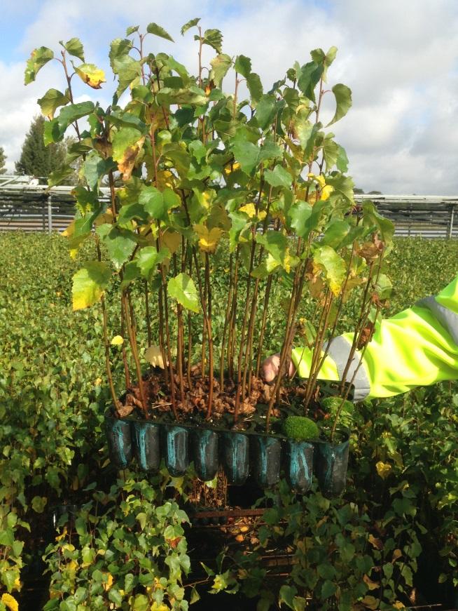 Vårtbjörk V93 Typ Odlingssystem Planterings- System Täckrot V93 Plugg + Ett Rör 63 mm eller