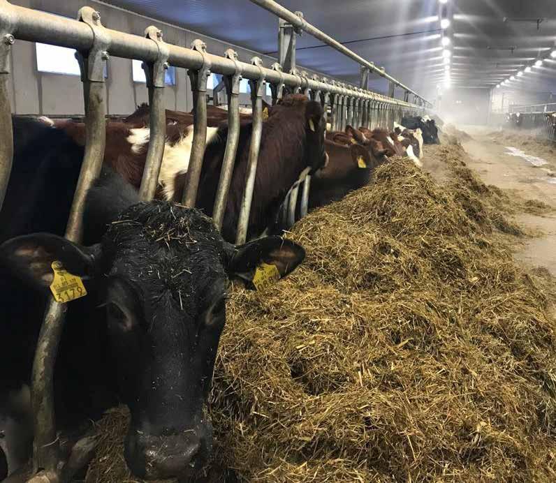 Nyheter om nötdjur Energirikt foder i mjölkningsroboten Text: Merja Holma Så mycket som hälften av alla kor lider av subklinisk ketos efter kalvningen.