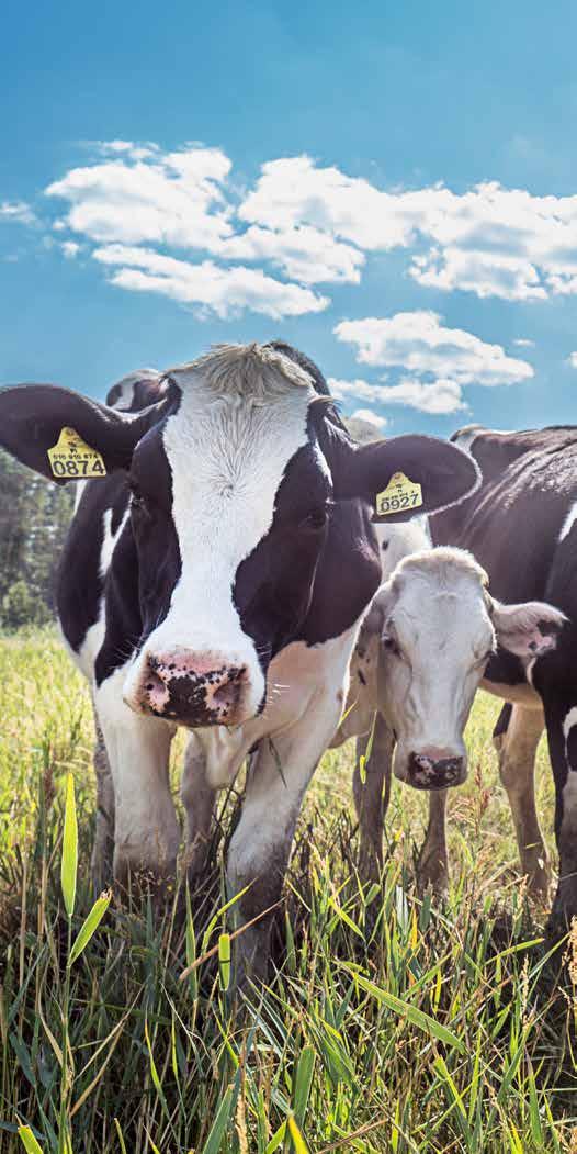 Opti-foder för alla behov Optimal aminosyrautfodring och mångsidig energi lockar fram produktionspotentialen hos moderna kor. Med de nya Maituri 14 000-fodren har korna mjölkat rekordmängder.