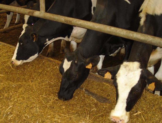 Foder Foder står för en stor del av animalieproduktionens och jordbrukets miljöpåverkan.