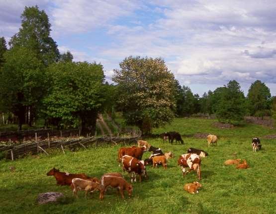 450 000 ha naturbetesmark kan producera 1500 djur per vecka: = 225 ton nötkött/vecka från naturbetesmark Till påsk