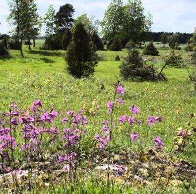 DEFINITION AV NATURBETESMARK Gräsmarker som inte har plöjts eller gödslats på