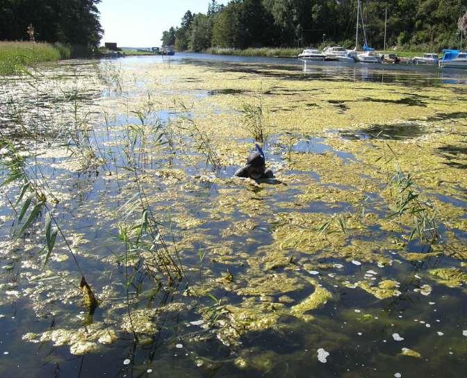 Lantbruket är den största boven