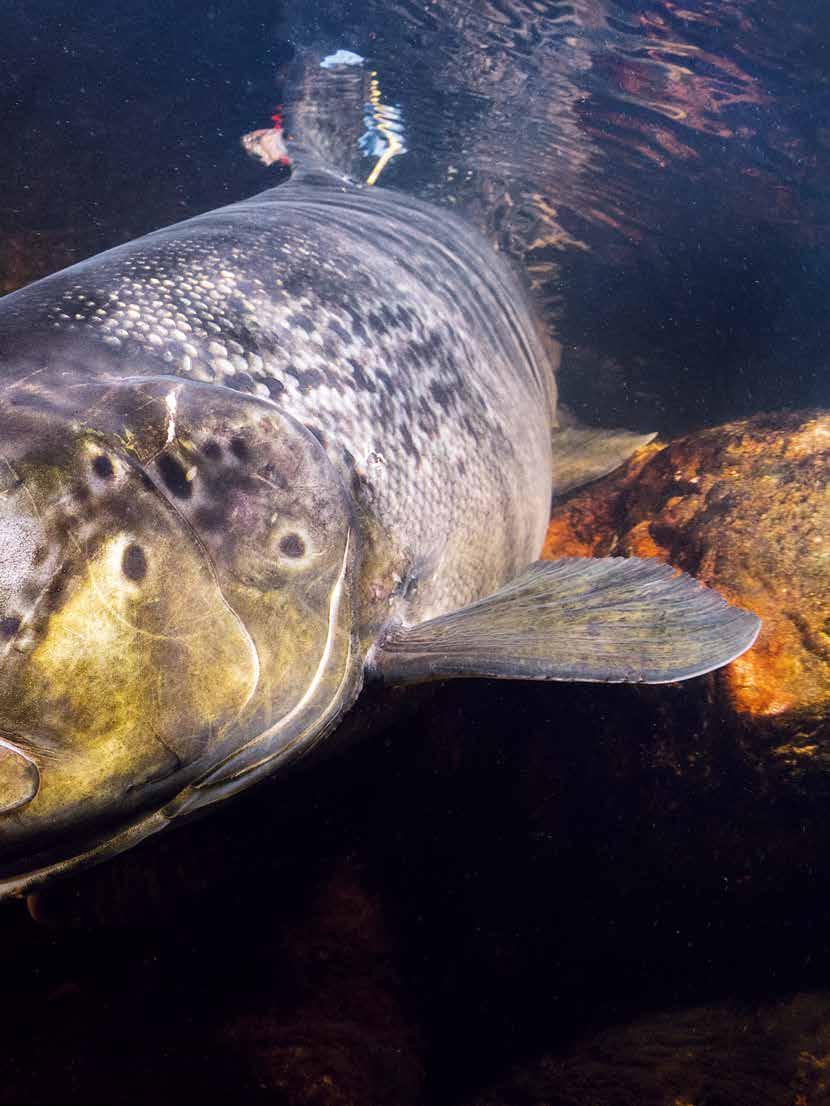 INSJÖLAXEN EN SEG ÖVERLEVARE 2018 FENA D en finska insjölaxens historia har varit som från en rysare ända sedan första början.