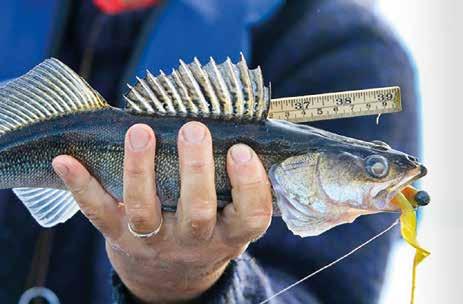 F E N A 2 018 PROJEKTSTÖD MED FISKEVÅRDSAVGIFTER Fiskevårdsavgifterna utvecklar fisket Med de medel som samlas in i form av fiskevårdsavgifter stöder man finskt fiske.