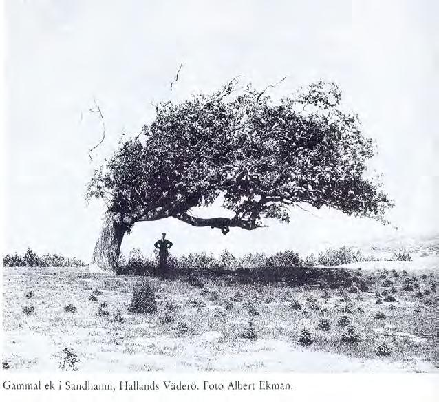 En bok om Torekov har på s 182 ett fotografi av den gamla eken i Sandhamn taget av Albert Ekman. Fotot torde vara förlaga till teckningen på pärmen till Bjärebygden 1931.