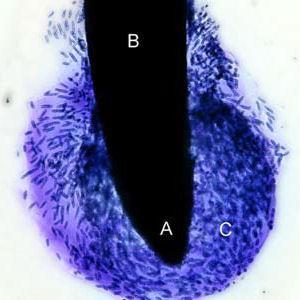 Kontinuerligt växttäcke Rot-sekret(avsöndring) föda för mikroberna Jones et al. 2009.