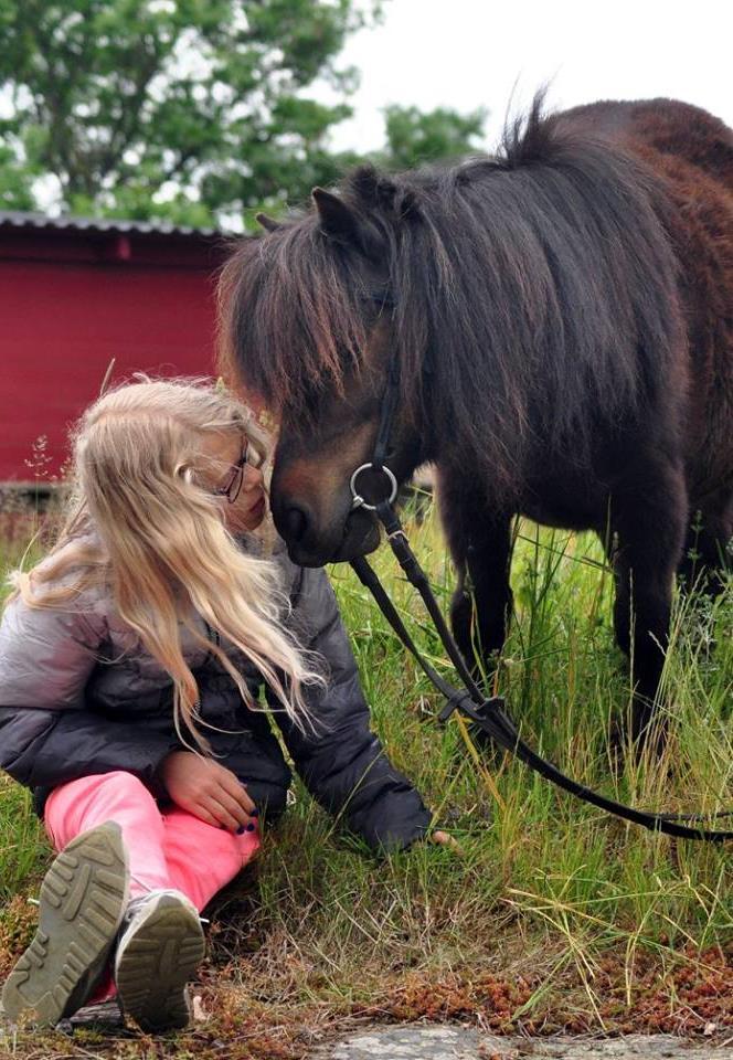 Hästläger Kunskapsnivå För att varje deltagare skall få möjlighet att utvecklas på våra läger är hästlägren indelade efter kunskapsnivå. Detta för att få så jämna grupper som möjligt.