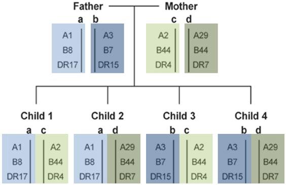 1.2.4 Donor selection To perform an allogeneic HSCT, a suitable HSC donor must be identified, informed, and approved for graft donation.