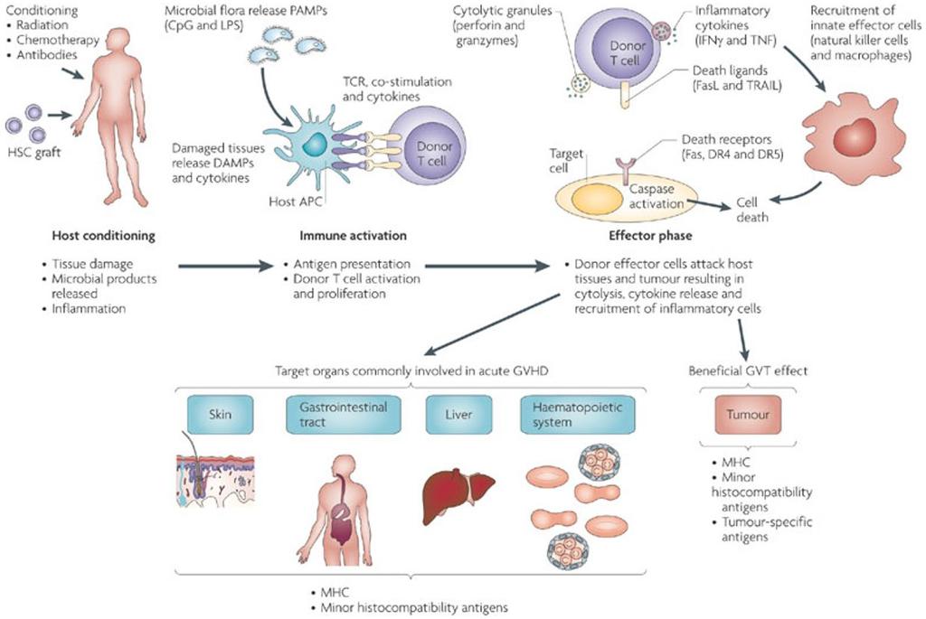 Abbreviations: PAMPs, pathogen-associated molecular patterns; CpG, oligodeoxynucleotides; LPS, lipopolysaccharide; DAMPs, damage-associated molecular patterns; TCR, T cell receptor; FasL, Fas ligand;